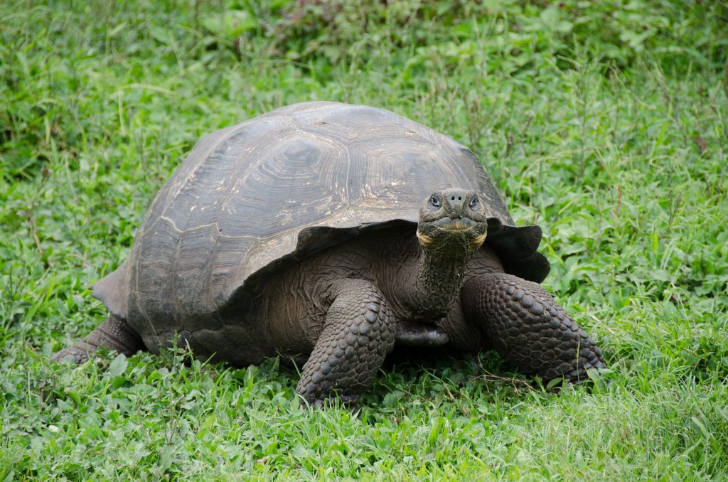 Are these dream travel destinations on your bucket list? Discover the hidden gems that are seriously dream vacation destinations&hellip;and start packing! Galapagos Islands, Ecuador