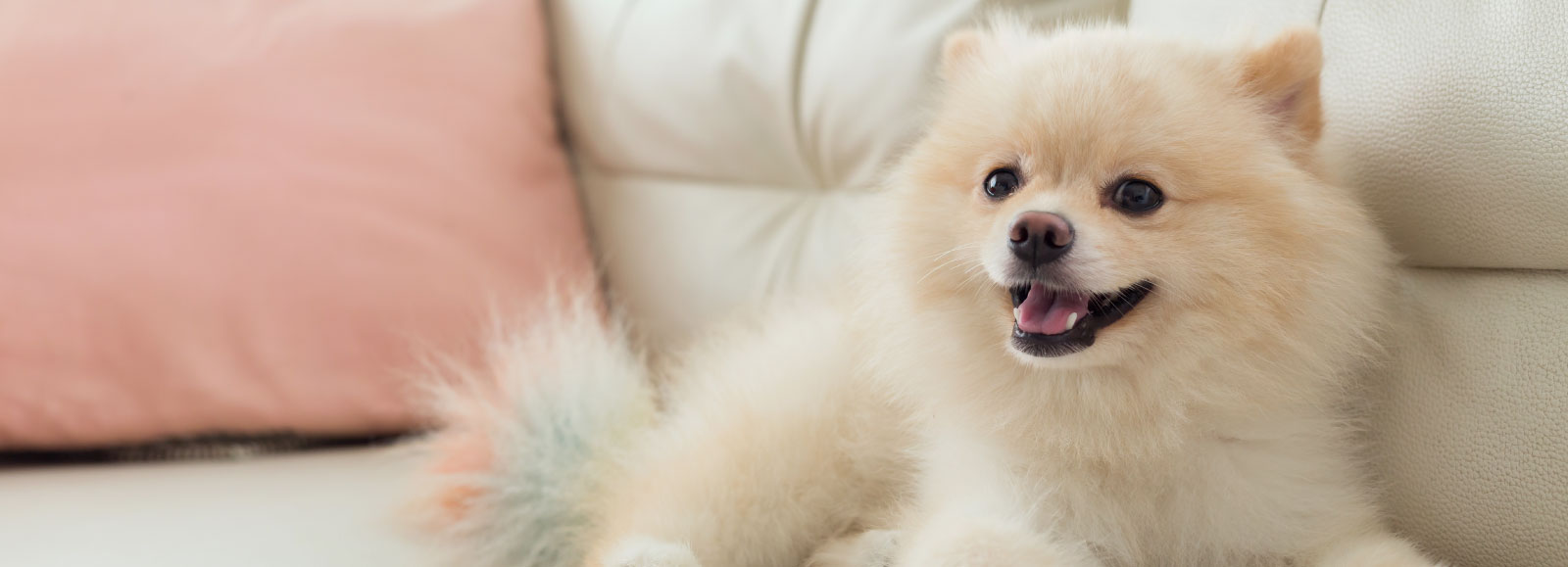 Pinecrest Veterinary Hospital